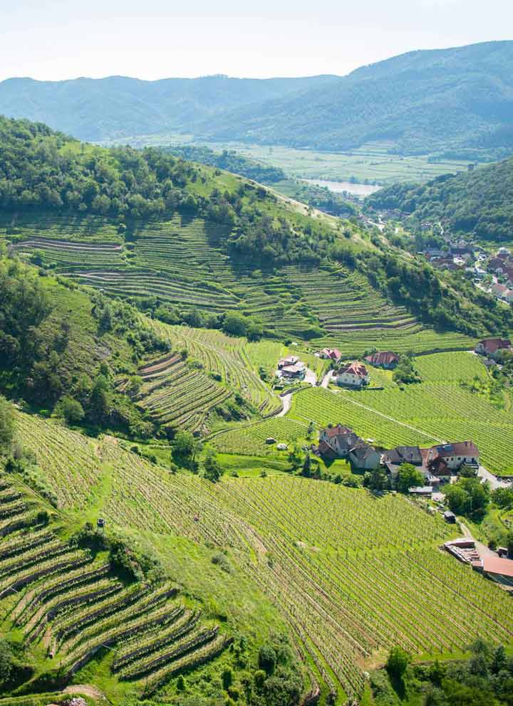 The Graphic Society: Weingut Thomas Gritsch