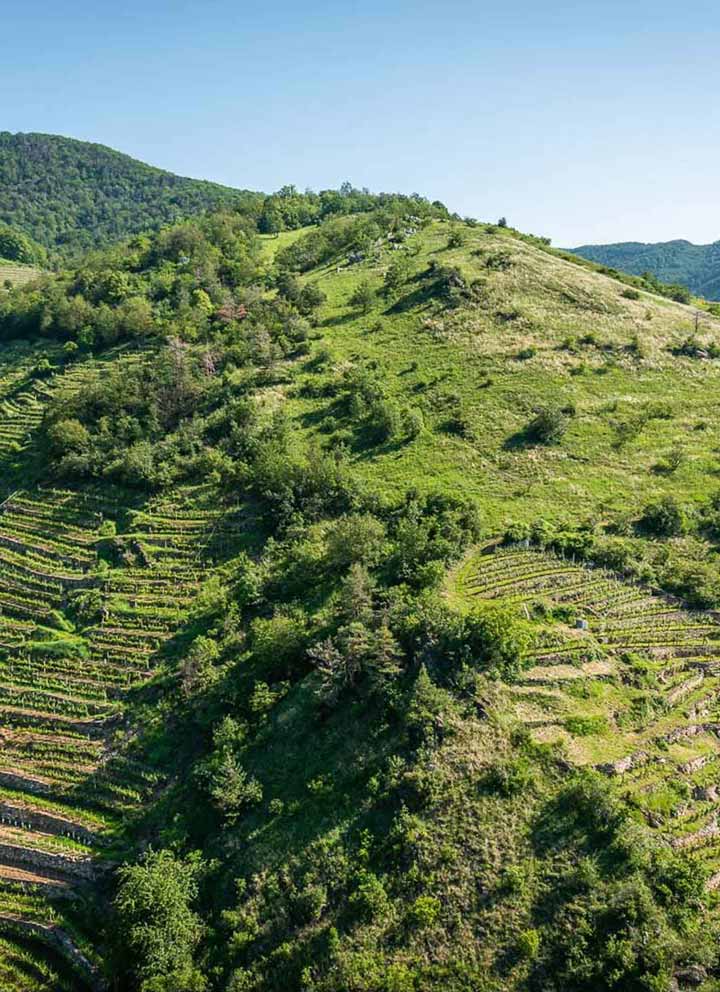 The Graphic Society: Weingut Thomas Gritsch