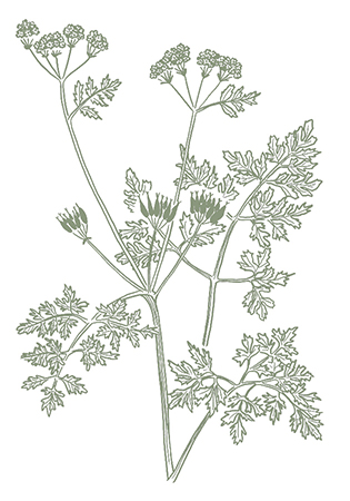 the graphic society - design and illustration - project image